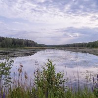 По берегу лесного озера :: Сергей Цветков