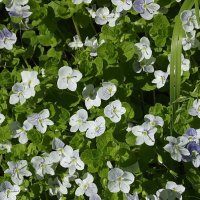 Вероника :: Freddy 97