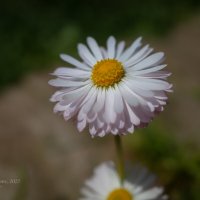 Цветок маргаритки :: Александр Синдерёв