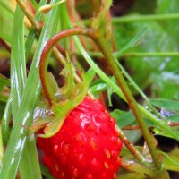 Первая ягодка :: Андрей Снегерёв