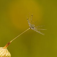 Росинка :: Андрей Пристяжнюк Росинка :: Андрей Пристяжнюк