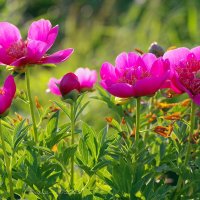 Пиончики-япончики :: Ирина Баскакова