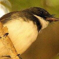 Кто ?? :: kolyeretka 