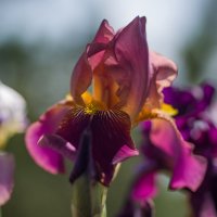 Дачные ирисы. :: Sergey (Apg)