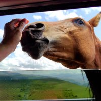 Мне, пожалуйста, булочку или яблочко! :: Светлана 13.06. Мне, пожалуйста, булочку или яблочко! :: Светлана 13.06.