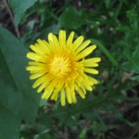 Одуванчик :: Дмитрий Никитин