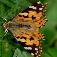 из снятого вчера 2 :: Александр Прокудин