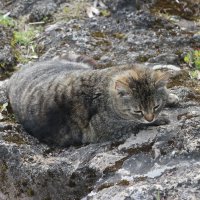 Король камуфляжа (или Королева) :: Наталья Герасимова