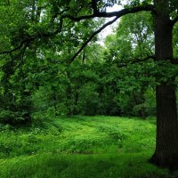 Июнь в Лосином острове :: Андрей Лукьянов