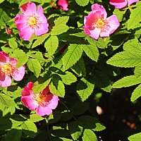 Июнь...Цветет городской шиповник! :: Владимир 