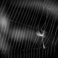 Прерванный полет. :: Игорь Викторов