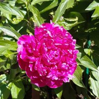 Лето, ах лето! :: Галина Минчук