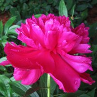 Красавчик пион :: Людмила Смородинская