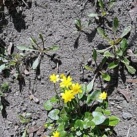 Цвет весны. :: Владимир Драгунский