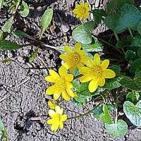 Цвет весны. :: Владимир Драгунский Цвет весны. :: Владимир Драгунский