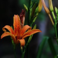 Лилия :: Юрий Гайворонскiий