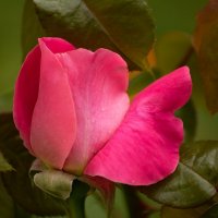 Роза :: Игорь Сикорский Роза :: Игорь Сикорский