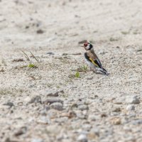 молодой щегол. :: юрий макаров молодой щегол. :: юрий макаров