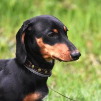 Москва. Парад французских бульдогов в усадьбе «Воронцово». :: Наташа ***** Москва. Парад французских бульдогов в усадьбе «Воронцово». :: Наташа *****