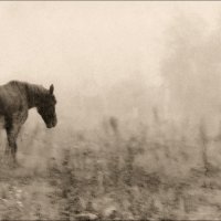 Утро.Лошадка :: александр 