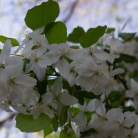 Яблоня цветет :: Светлана SvetNika17 Яблоня цветет :: Светлана SvetNika17