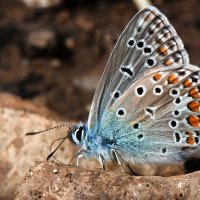 * :: Владимир Безбородов * :: Владимир Безбородов
