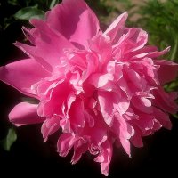 Пион :: Елена Семигина Пион :: Елена Семигина