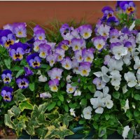 АНЮТИНЫ ГЛАЗКИ... :: Elvira E. 