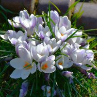 Крокусы :: Константин Анисимов