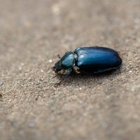 Синий жук :: Александр Синдерёв