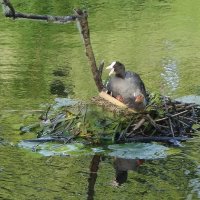 Лысуха зовет "мужа", птенцы проголодались... :: Рита Симонова