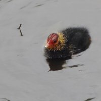 Лысушонок :: Рита Симонова