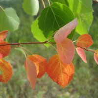 Осинка :: Anna Ivanova