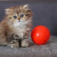 Котик. :: Оля Богданович Котик. :: Оля Богданович