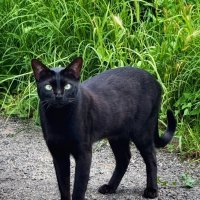 вопрос :: Сергей Б.