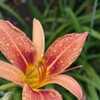 Лилейник :: Валерий Ткаченко