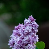 Цветы :: Александр Бочериков