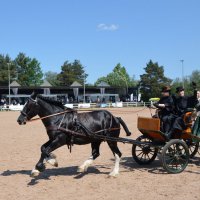 Международная конная выставка "Иппосфера" 2025 :: Николай Международная конная выставка "Иппосфера" 2025 :: Николай