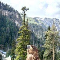 Ну, шикарен!!! :: Светлана 13.06.