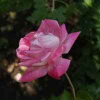 Роза :: Валерий Ткаченко Роза :: Валерий Ткаченко