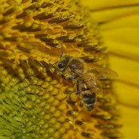 Пчела... :: Александр Посошенко