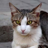 Котэ :: Олегъ Петрович