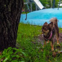 ***** :: юрий поляков ***** :: юрий поляков