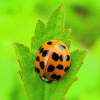 На зелёном листке :: Андрей Снегерёв