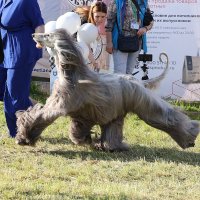 Афганская борзая :: Анатолий Шумилин