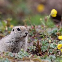 Полудома... :: Александр Кондаков