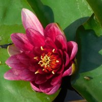 Кувшинки на озере Нижний Кабан :: Наиля Кувшинки на озере Нижний Кабан :: Наиля