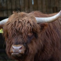 Шотландский бык :: Николай Северный