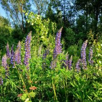 Люпины в дикой природе. :: Лия ☼ Люпины в дикой природе. :: Лия ☼