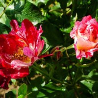 Розы на городских клумбах. :: Милешкин Владимир Алексеевич 